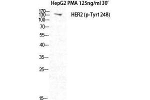 Western Blot (WB) analysis of HepG2+PMA cells using Phospho-Neu (Y1248) Polyclonal Antibody. (NEURL antibody  (pTyr1248))