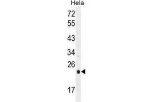 UQCRFS1 Antibody (C-term) western blot analysis in Hela cell line lysates (35 µg/lane). (UQCRFS1 (Complex III Subunit Rieske) (AA 188-217), (C-Term) antibody)