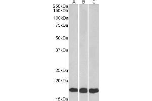 ABIN184900 (0. (UBE2L3 antibody  (C-Term))