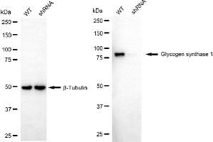 Western blotting analysis using glycogen synthase 1 antibody (ABIN7798773).