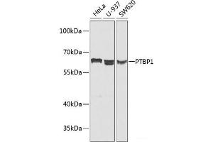 Western blot analysis of extracts of various cell lines using PTBP1 Polyclonal Antibody at dilution of 1:1000. (PTBP1 antibody)