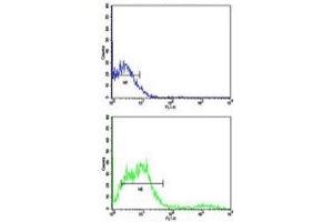 Flow cytometric analysis of NCI-H292 cells using CD8 antibody (bottom histogram) compared to a negative control (top histogram). (CD8 alpha antibody  (AA 150-180))