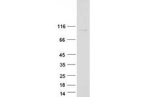 Validation with Western Blot (FSTL4 Protein (Myc-DYKDDDDK Tag))