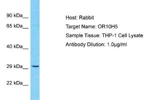 Host: Rabbit Target Name: OR10H5 Sample Type: THP-1 Whole Cell lysates Antibody Dilution: 1. (OR10H5 antibody  (C-Term))