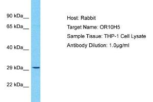 Host: Rabbit Target Name: OR10H5 Sample Type: THP-1 Whole Cell lysates Antibody Dilution: 1.