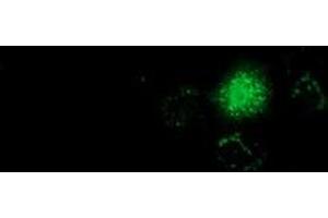 Anti-GSTT2 mouse monoclonal antibody (ABIN2453098) immunofluorescent staining of COS7 cells transiently transfected by pCMV6-ENTRY GSTT2 (RC200040).