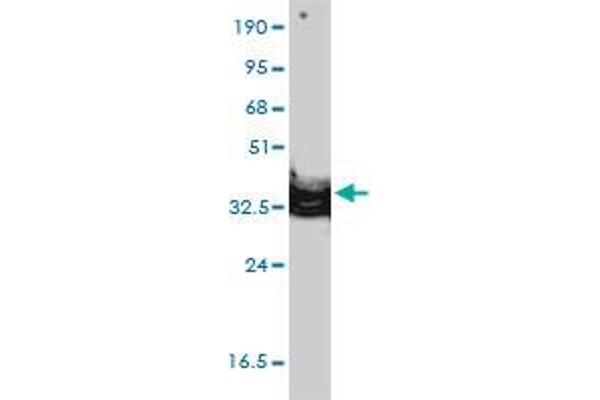 Annexin A2 antibody  (AA 1-339)