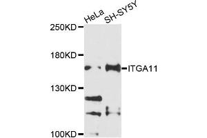 Western blot analysis of extracts of HeLa and SH-SY5Y cells, using ITGA11 antibody.