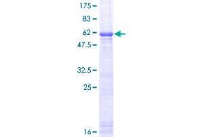 Image no. 1 for Interleukin 1 alpha (IL1A) (AA 1-271) protein (GST tag) (ABIN1307734)