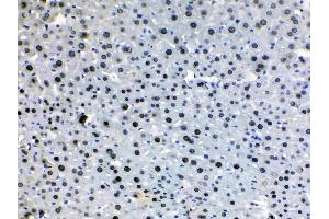 HDGF was detected in paraffin-embedded sections of mouse liver tissues using rabbit anti- HDGF Antigen Affinity purified polyclonal antibody (Catalog # ) at 1 µg/mL.