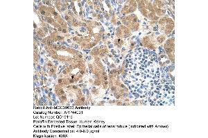 Human kidney (MGC39633 (N-Term) antibody)