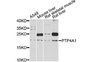 Western blot analysis of extracts of various cell lines, using PTP4A1 antibody (ABIN5998630) at 1:3000 dilution. (PTP4A1 antibody)