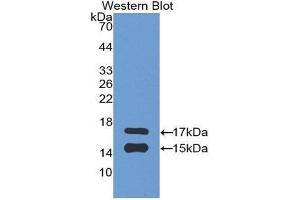 Western Blotting (WB) image for anti-Chemokine (C-C Motif) Ligand 2 (CCL2) (AA 24-99) antibody (ABIN3201300) (CCL2 antibody  (AA 24-99))