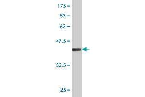 TJP3 antibody  (AA 868-952)