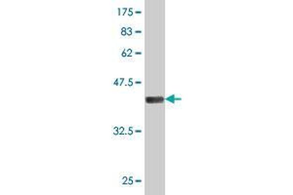TJP3 antibody  (AA 868-952)
