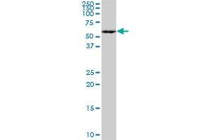 MEF2A monoclonal antibody (M15), clone 1C8. (MEF2A antibody  (AA 71-170))