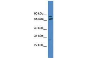 Image no. 1 for anti-Leucine Rich Repeat (In FLII) Interacting Protein 1 (LRRFIP1) (AA 411-460) antibody (ABIN6745322) (LRRFIP1 antibody  (AA 411-460))
