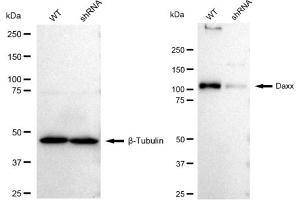 Western blotting analysis using Daxx antibody (ABIN7798299).