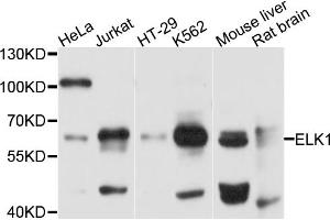 Western blot analysis of extracts of various cell lines, using ELK1 antibody (ABIN5970299) at 1/1000 dilution. (ELK1 antibody)