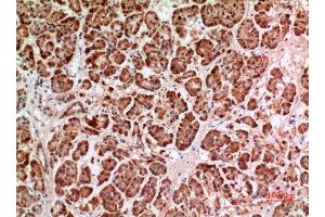 Immunohistochemistry (IHC) analysis of paraffin-embedded Human Pancreas, antibody was diluted at 1:100. (HPSE antibody  (Internal Region))