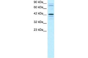 WB Suggested Anti-SOX18 Antibody Titration:  2. (SOX18 antibody  (Middle Region))