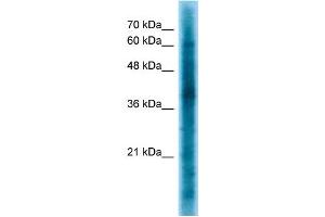 WB Suggested Anti-CRKL Antibody Titration: 1. (CrkL antibody  (Middle Region))