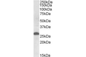 Image no. 1 for anti-Apolipoprotein M (APOM) (Internal Region) antibody (ABIN375171)