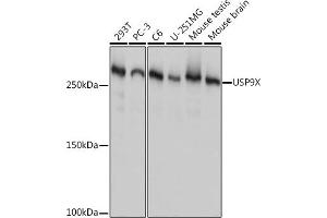 USP9X antibody