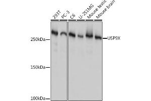 Western blot analysis of extracts of various cell lines, using USP9X Rabbit mAb (ABIN7271169) at 1:1000 dilution. (USP9X antibody)