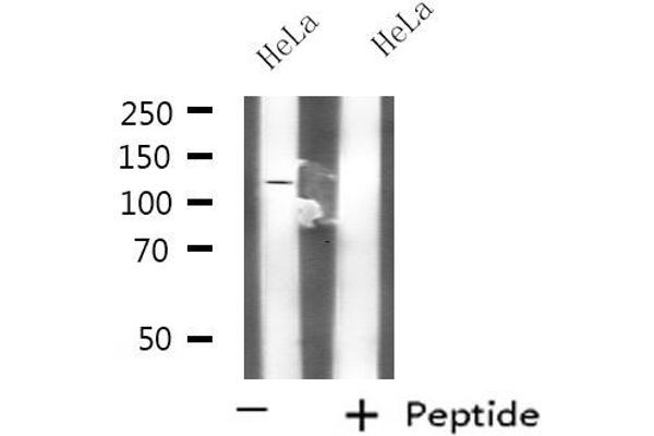 KCNH3 antibody  (C-Term)