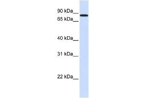 MAP4K2 antibody used at 1 ug/ml to detect target protein. (MAP4K2 antibody  (N-Term))