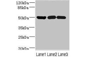 Western blot All lanes: IFRD1 antibody at 1. (IFRD1 antibody  (AA 1-240))