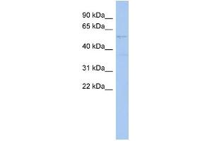 WB Suggested Anti-SMYD2 Antibody Titration:  0.