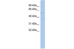 WB Suggested Anti-SMYD2 Antibody Titration:  0. (SMYD2A antibody  (Middle Region))