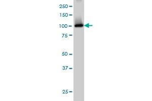 PDE2A monoclonal antibody (M01), clone 4F4 Western Blot analysis of PDE2A expression in IMR-32 . (PDE2A antibody  (AA 850-940))