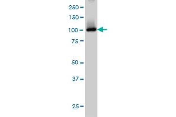 PDE2A antibody  (AA 850-940)