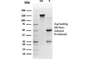 SDS-PAGE Analysis Purified 58K Golgi Protein Mouse Monoclonal (FTCD/357). (FTCD antibody)