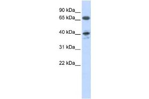 Western Blotting (WB) image for anti-Angiotensin II Receptor, Type 1 (AGTR1) antibody (ABIN2458631) (Angiotensin II Type-1 Receptor antibody)