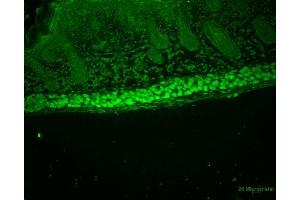 Immunohistochemistry analysis using Rat Anti-Aha1 Monoclonal Antibody, Clone 25F2. (AHSA1 antibody  (Biotin))