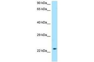 Image no. 1 for anti-Solute Carrier Family 50 (Sugar Transporter), Member 1 (RAG1AP1) (AA 139-188) antibody (ABIN6748450) (SLC50A1 antibody  (AA 139-188))