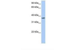 Image no. 1 for anti-Transmembrane and Coiled-Coil Domain Family 1 (TMCC1) (AA 506-555) antibody (ABIN6739184) (TMCC1 antibody  (AA 506-555))