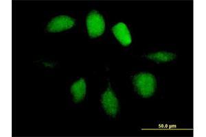 Immunofluorescence of purified MaxPab antibody to UBL4A on HeLa cell. (UBL4A antibody  (AA 1-157))