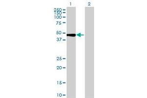 Lane 1: ANGPTL7 transfected lysate ( 40 KDa) Lane 2: Non-transfected lysate.