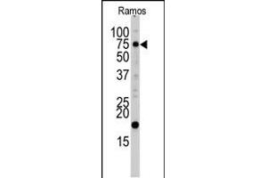 Western blot analysis of UVRAG Antibody (C-term ) (ABIN1882151 and ABIN2849987) in Ramos cell line lysates (35 μg/lane). (UVRAG antibody  (C-Term))