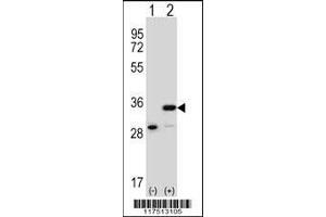 Western blot analysis of PHB using rabbit polyclonal PHB Antibody using 293 cell lysates (2 ug/lane) either nontransfected (Lane 1) or transiently transfected (Lane 2) with the PHB gene. (Prohibitin antibody  (AA 89-117))