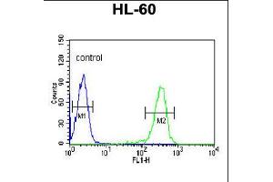 Flow cytometric analysis of HL-60 cells (right histogram) compared to a negative control cell (left histogram). (IGJ antibody  (N-Term))