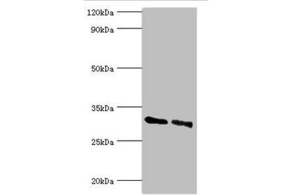 KCTD15 antibody  (AA 1-234)