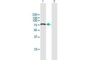 Western Blot analysis of KIAA0430 expression in transfected 293T cell line by KIAA0430 MaxPab polyclonal antibody.