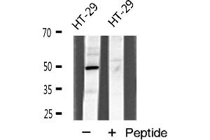 Western blot analysis of I-TRAF expression in HT-29 cells (TANK antibody  (Internal Region))