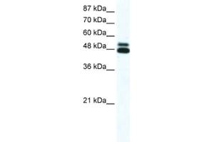 Western Blotting (WB) image for anti-Cholinergic Receptor, Nicotinic, beta 2 (Neuronal) (CHRNB2) antibody (ABIN2463732) (CHRNB2 antibody)